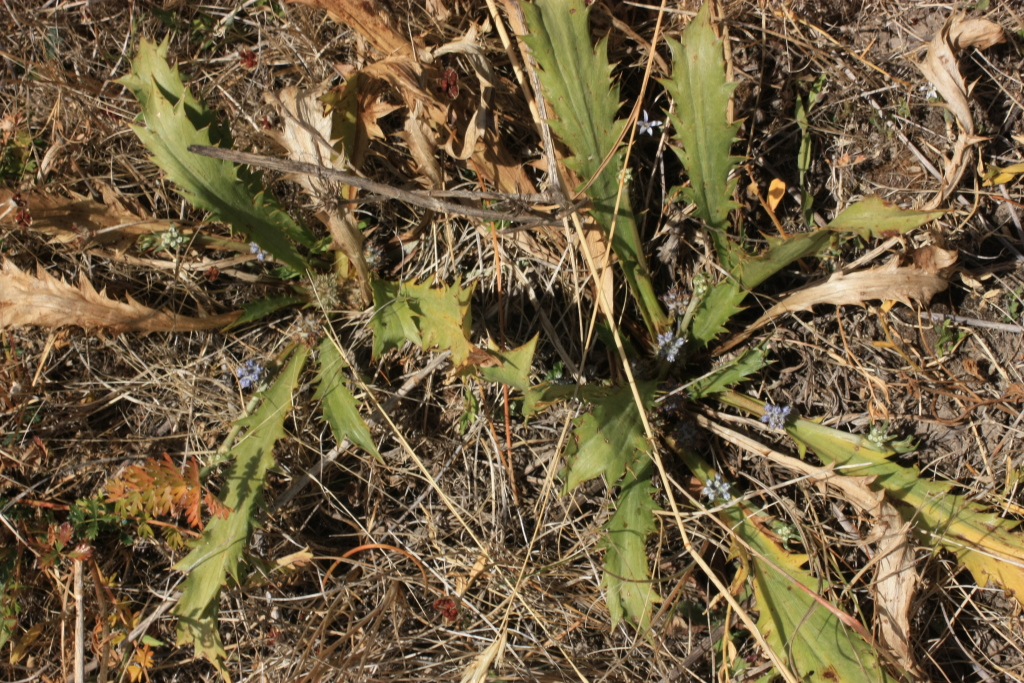 Eryngium vesiculosum (hero image)