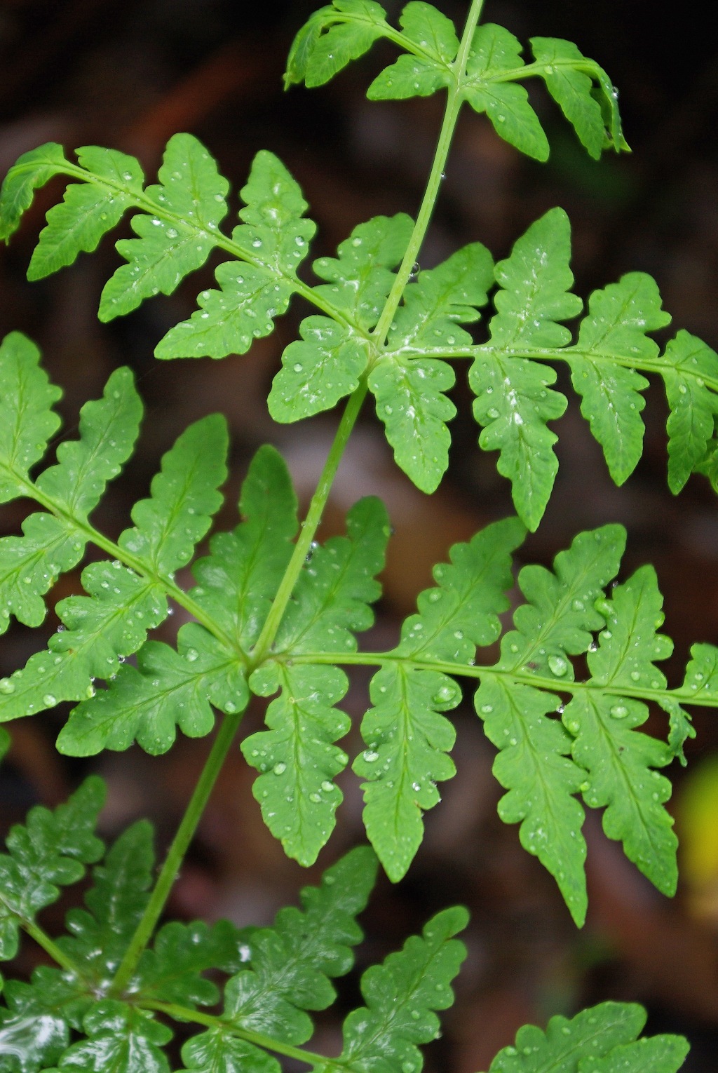 Histiopteris incisa (hero image)