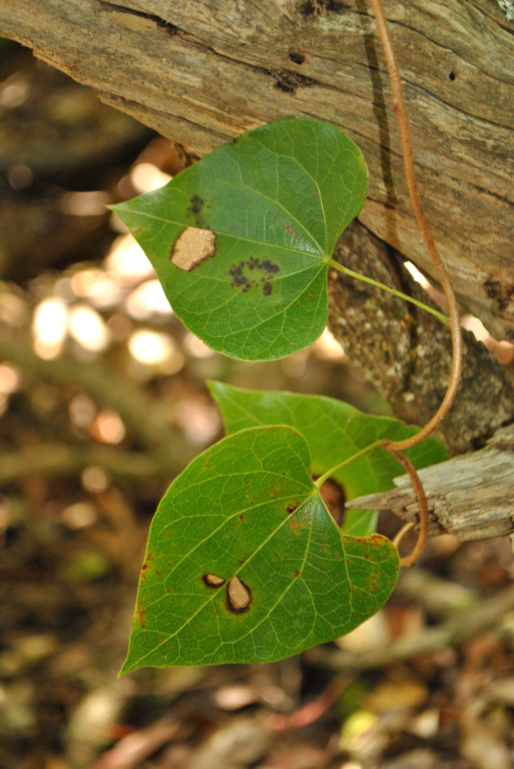 Menispermaceae (hero image)