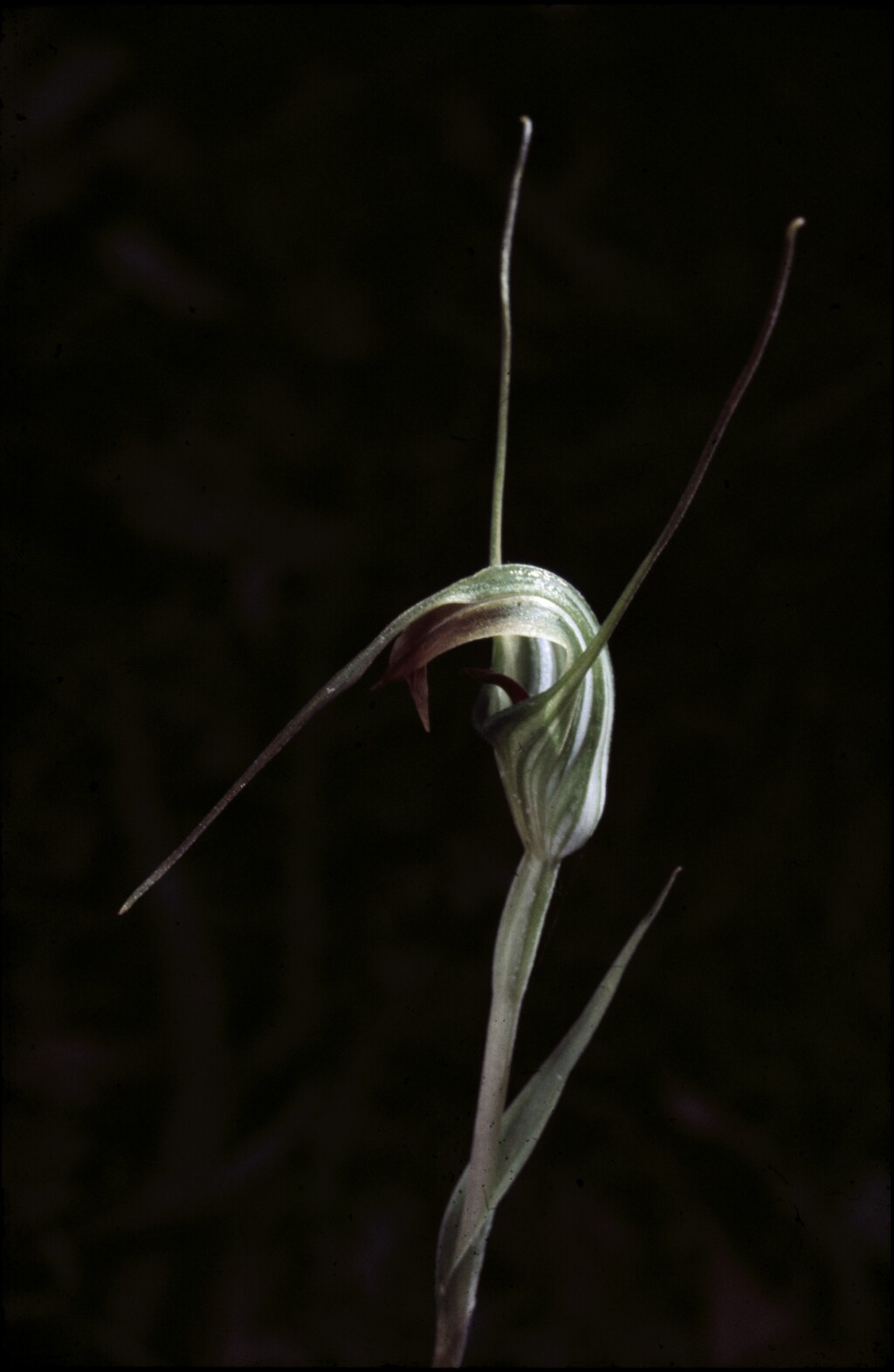 Pterostylis decurva (hero image)