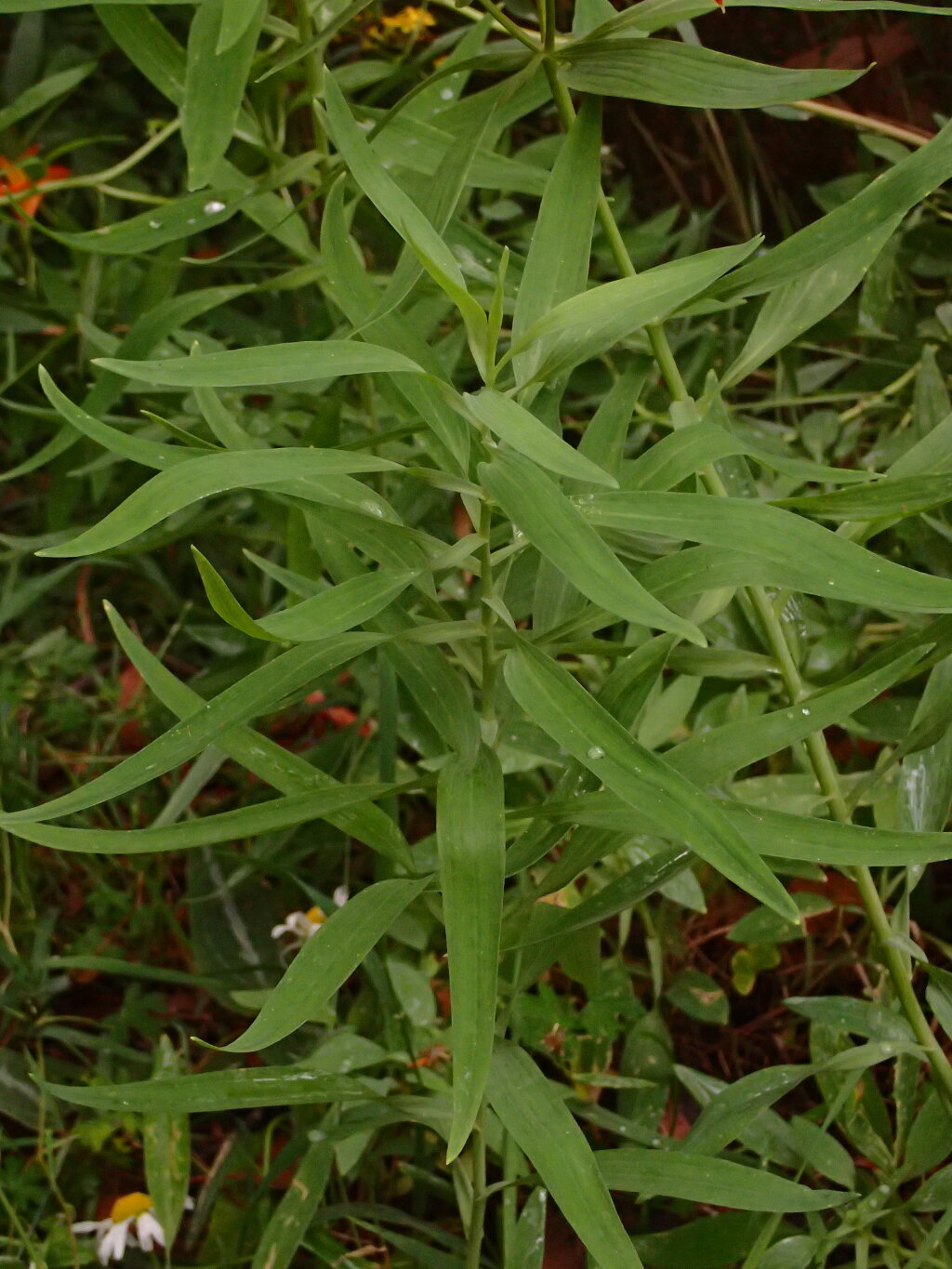 Alstroemeria aurea (hero image)