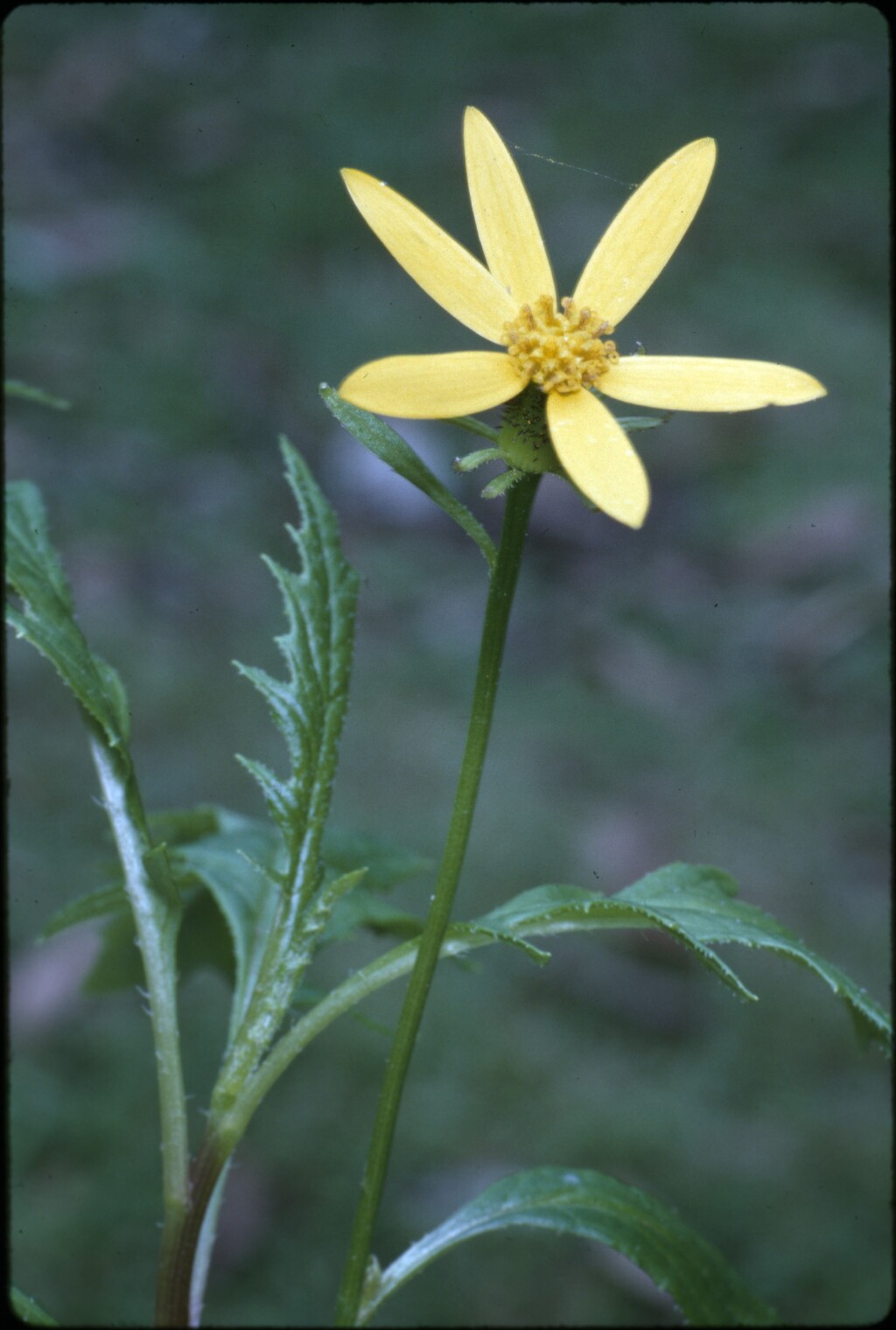 Senecio vagus (hero image)