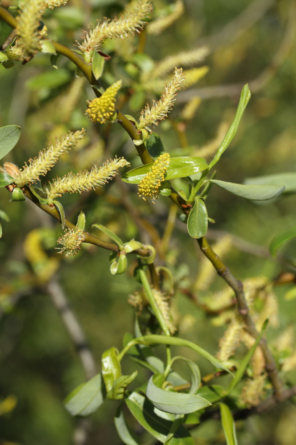 Salix matsudana 'Tortuosa' (hero image)