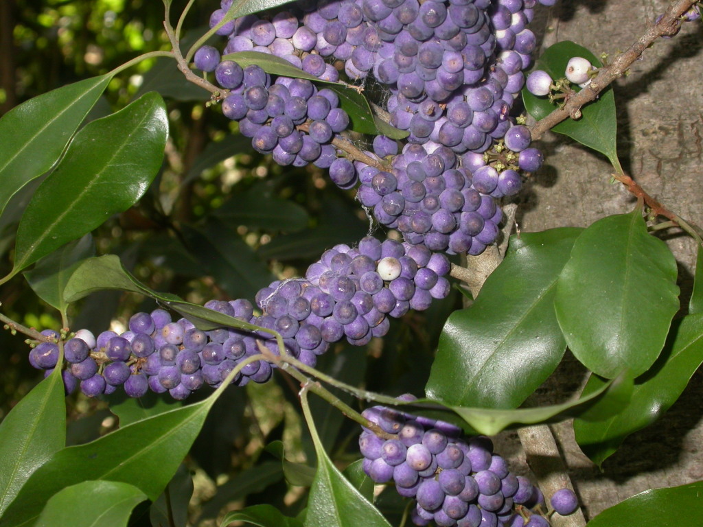 Myrsine (hero image)