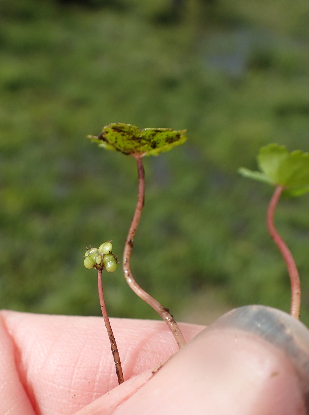 Hydrocotyle rivularis (hero image)