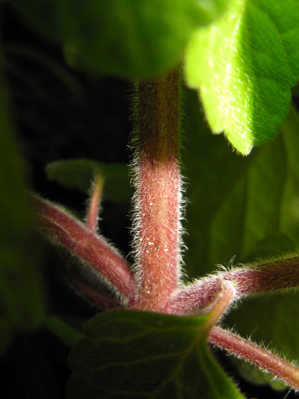 Coleus graveolens (hero image)