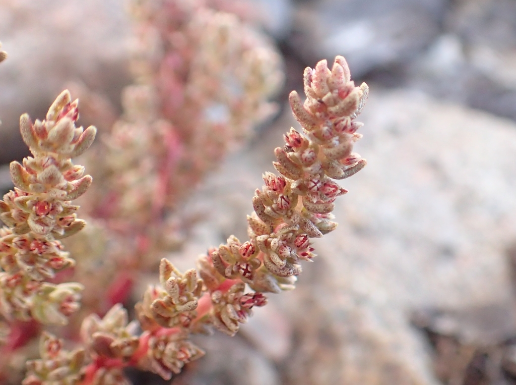 Crassula tetramera (hero image)