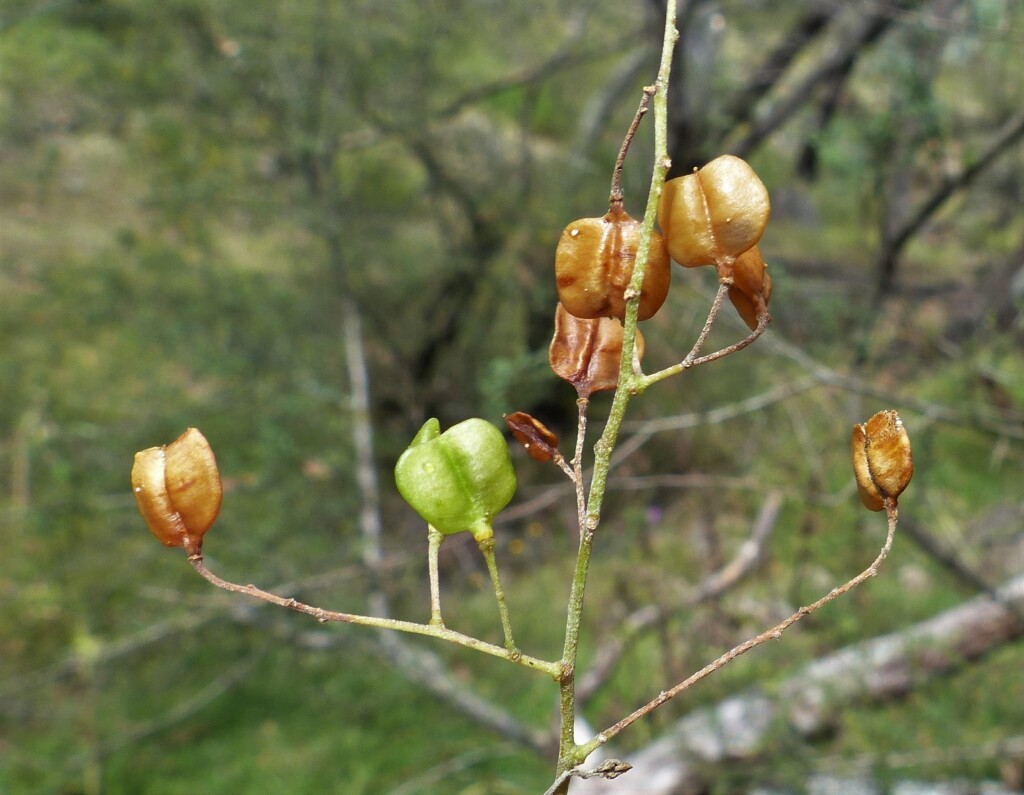 Bursaria spinosa subsp. lasiophylla (hero image)