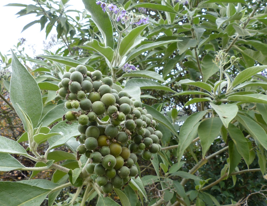 Solanum mauritianum (hero image)