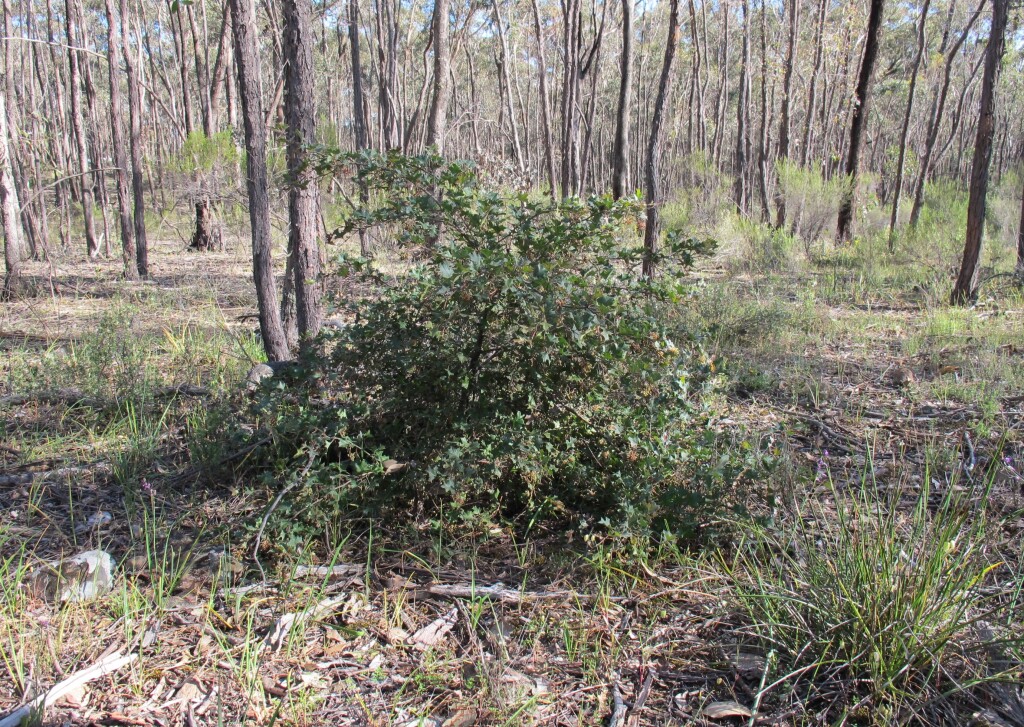 Grevillea dryophylla (hero image)