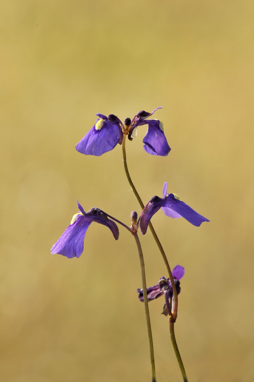 Utricularia dichotoma (hero image)