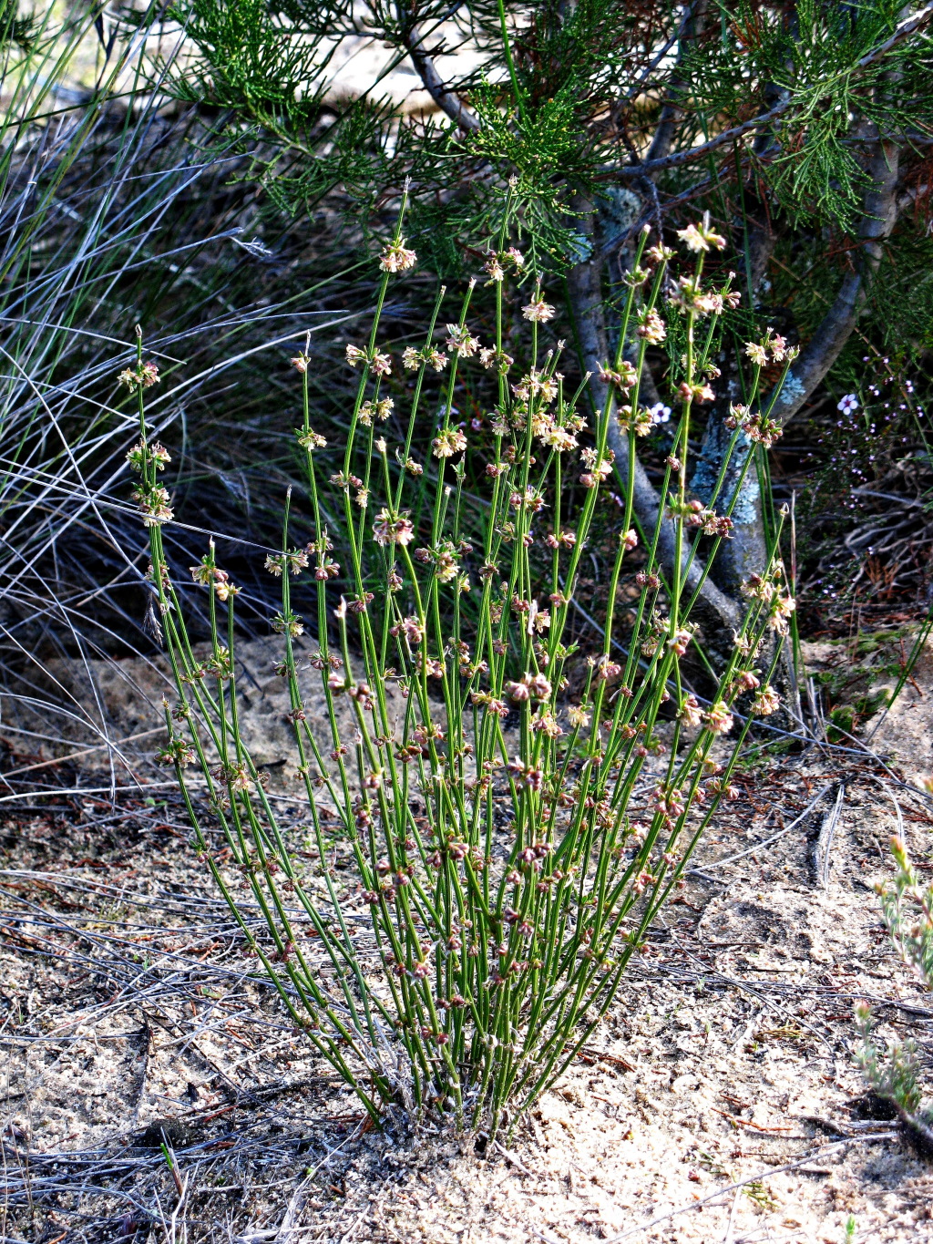 Opercularia turpis (hero image)