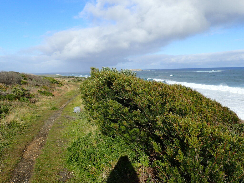 Hakea drupacea (hero image)