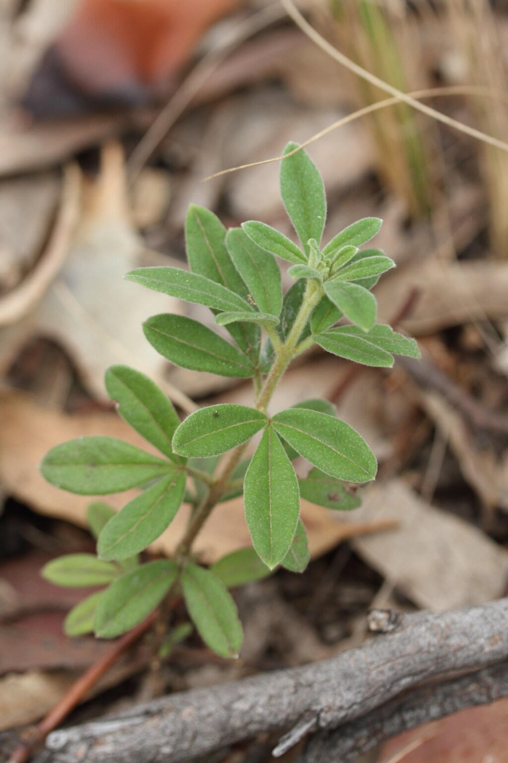 Zieria cytisoides (hero image)