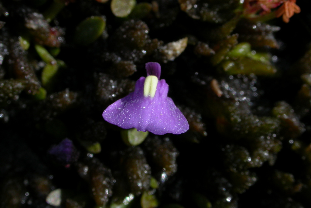 Utricularia (hero image)