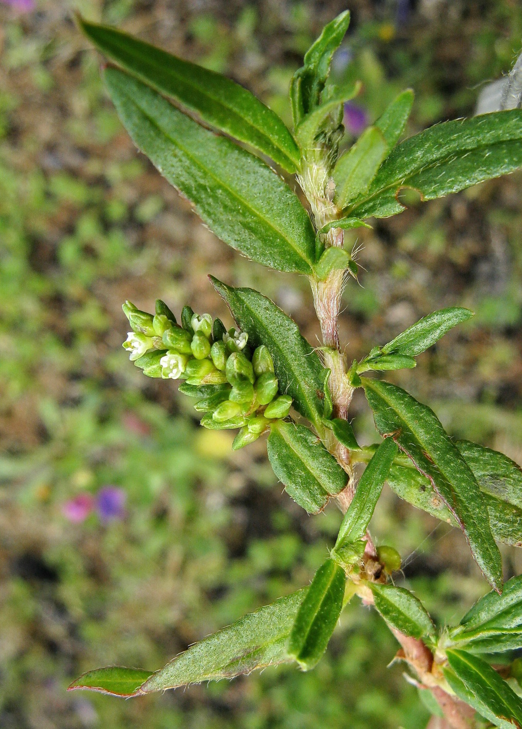 Persicaria prostrata (hero image)