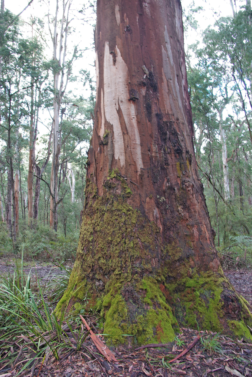 Eucalyptus cypellocarpa (hero image)