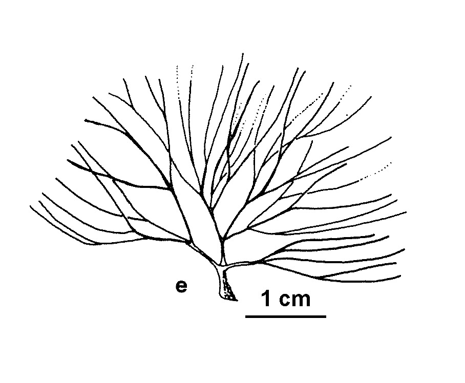 Ranunculus trichophyllus (hero image)