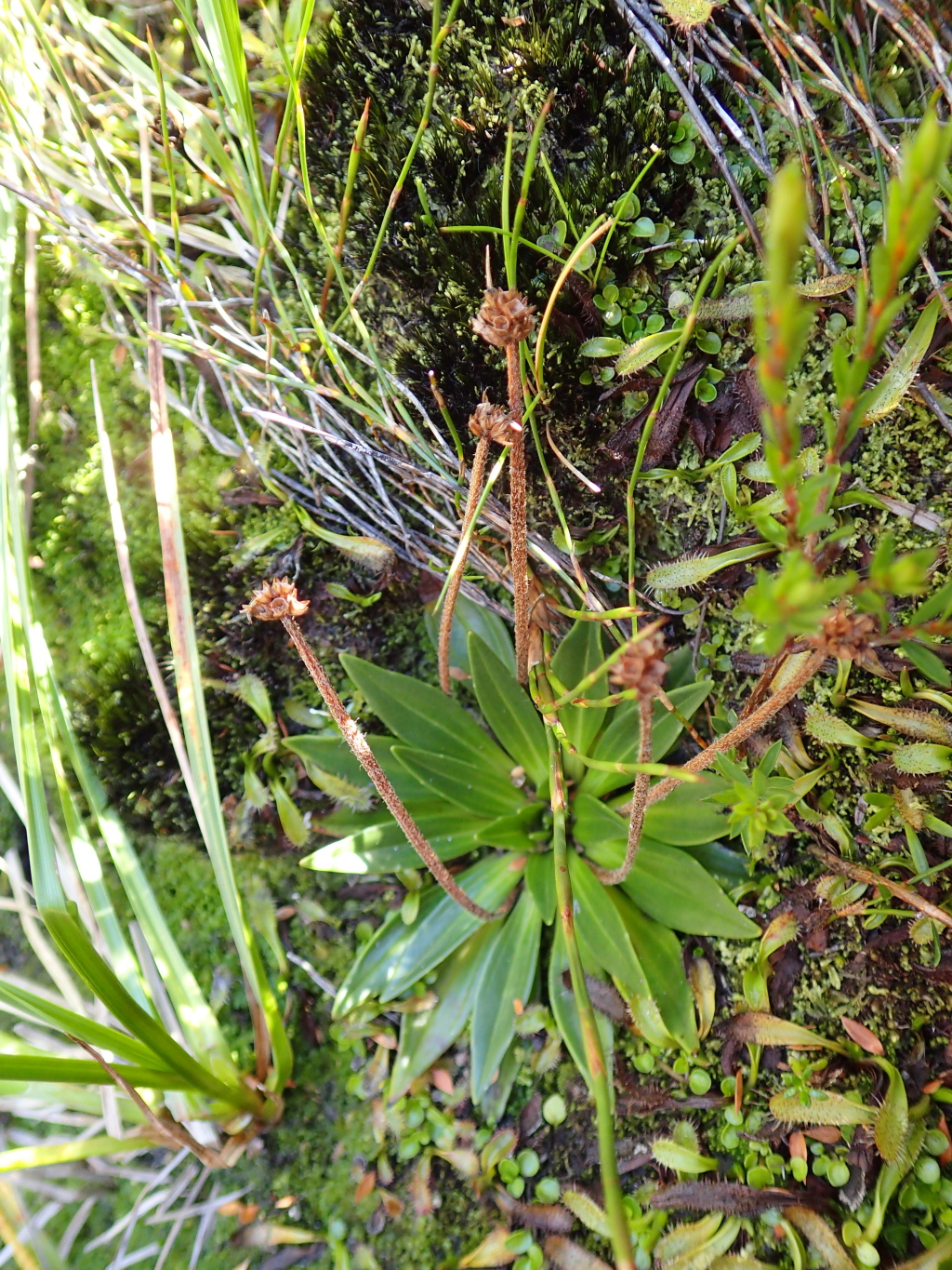 Plantago muelleri (hero image)