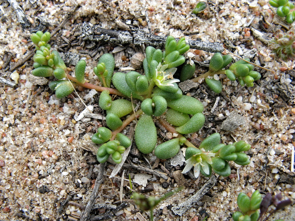 Calandrinia granulifera (hero image)