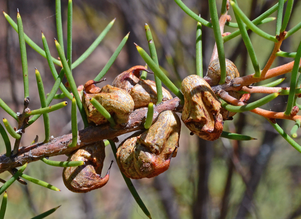 Hakea rugosa (hero image)