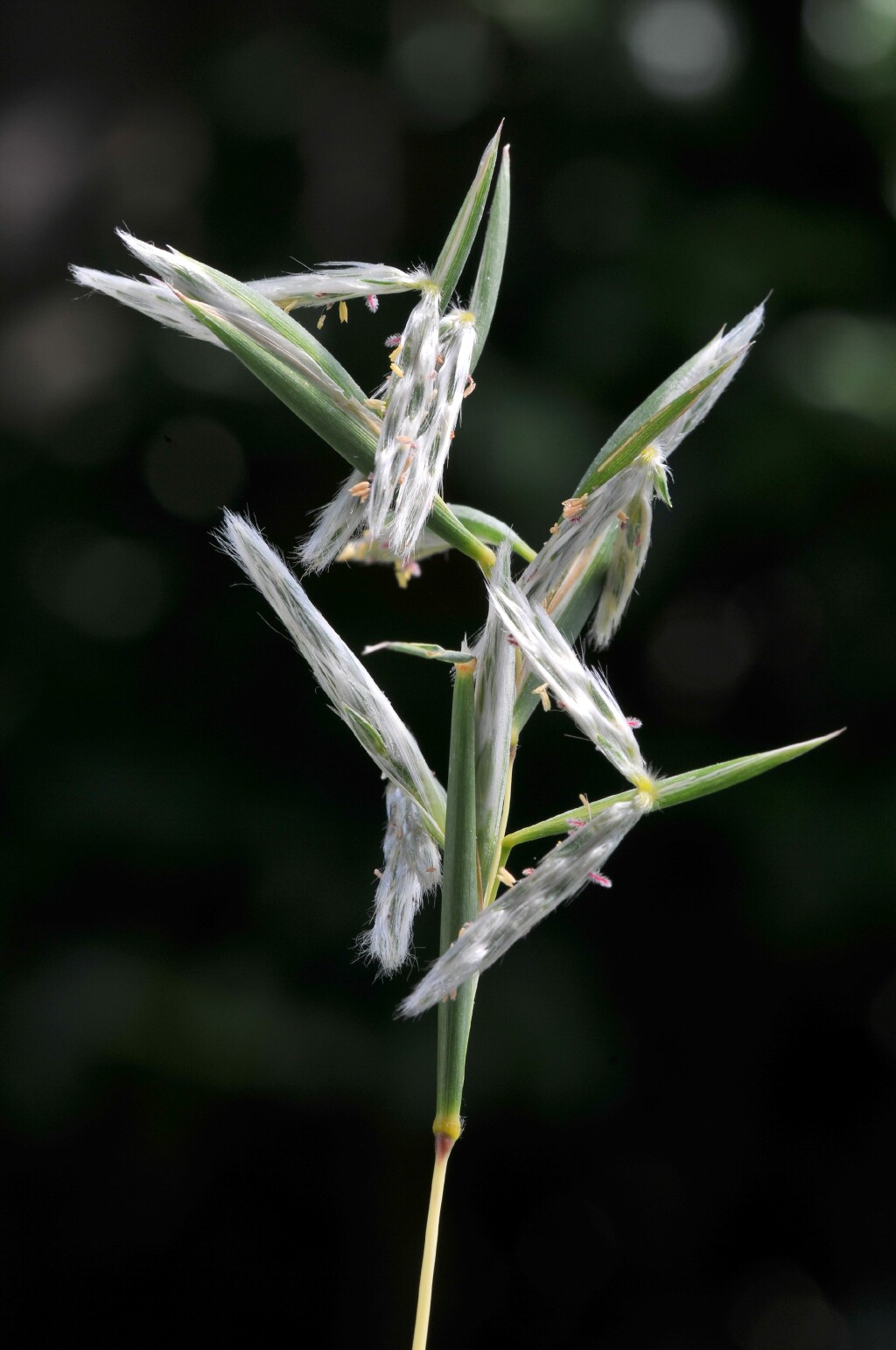 Cymbopogon obtectus (hero image)