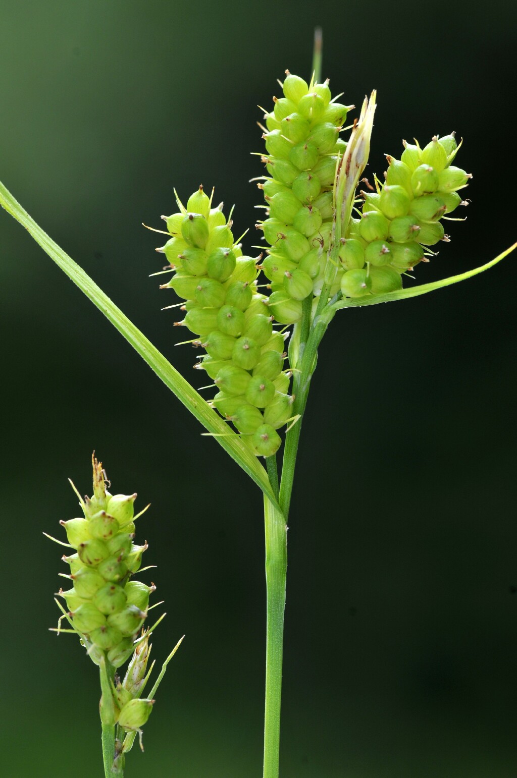 Carex brownii (hero image)