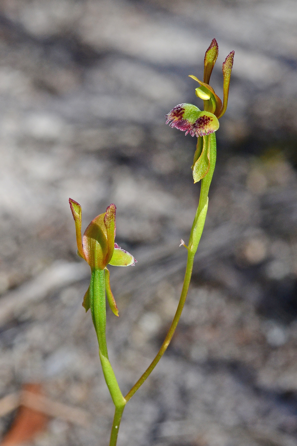 Leporella fimbriata (hero image)