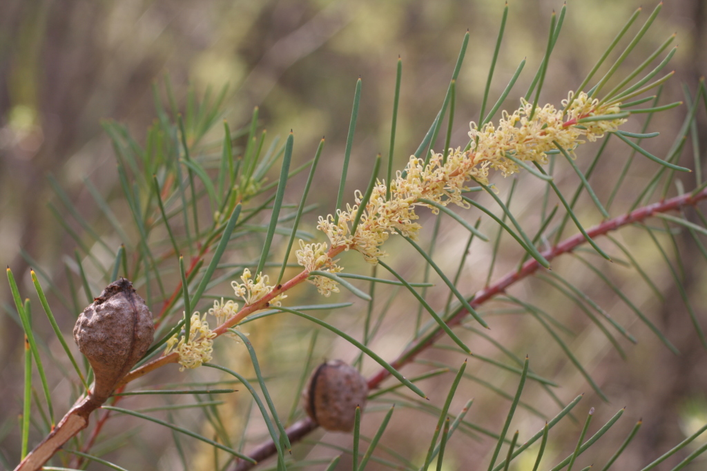 Hakea nodosa (hero image)