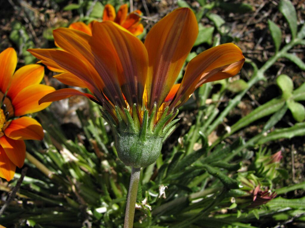 Gazania linearis (hero image)