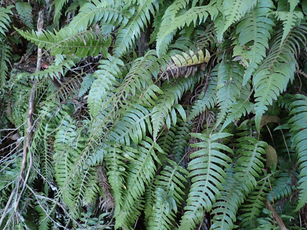 Blechnum deltoides (hero image)