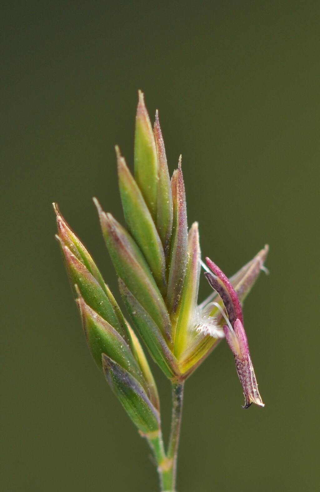 Festuca rubra (hero image)