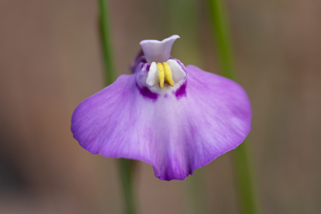 Utricularia uniflora (hero image)