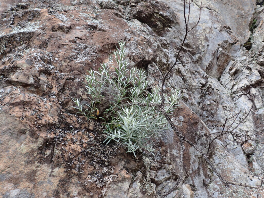 Westringia cremnophila (hero image)
