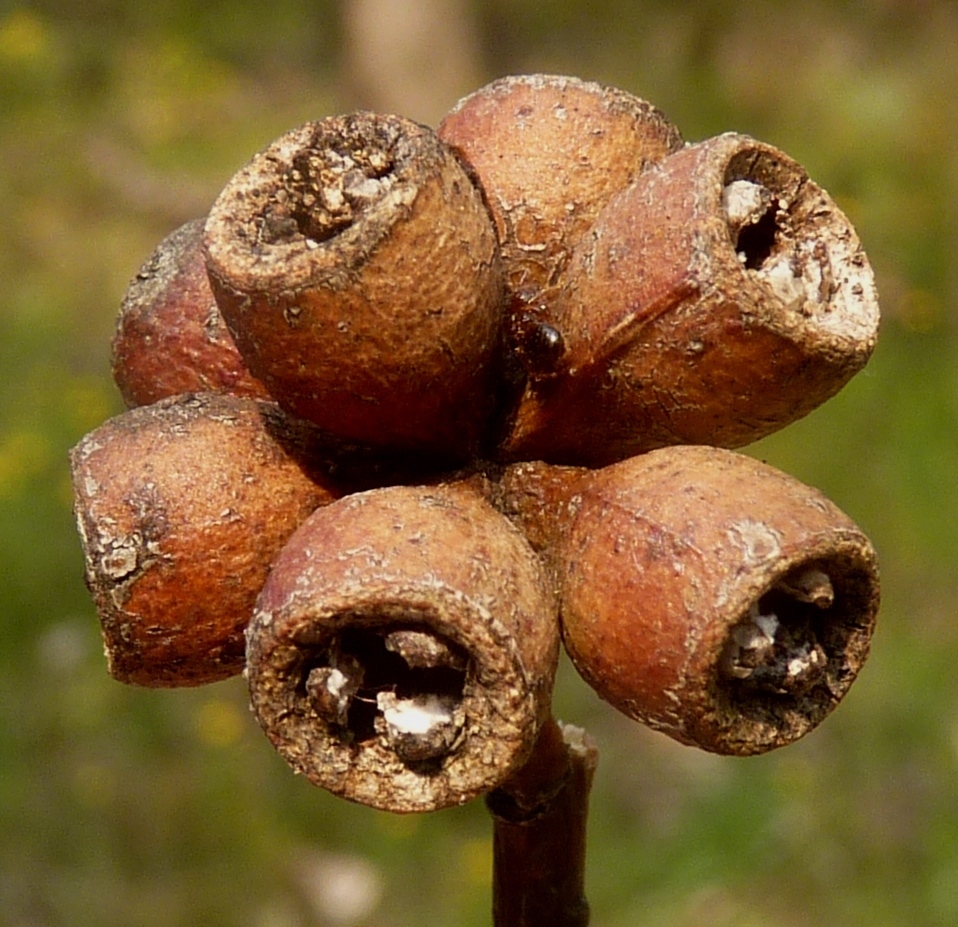 Eucalyptus nortonii (hero image)