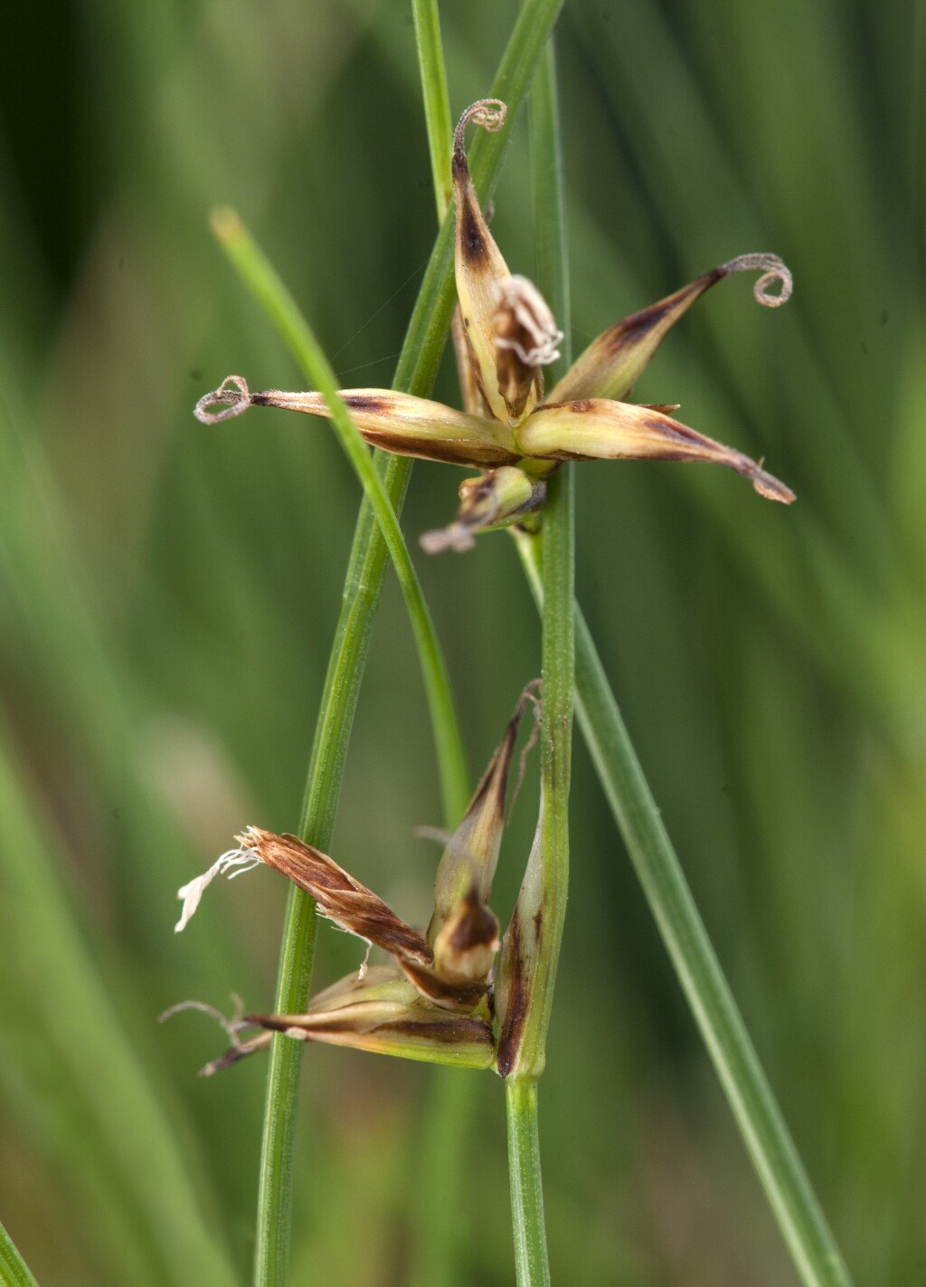 Carex archeri (hero image)