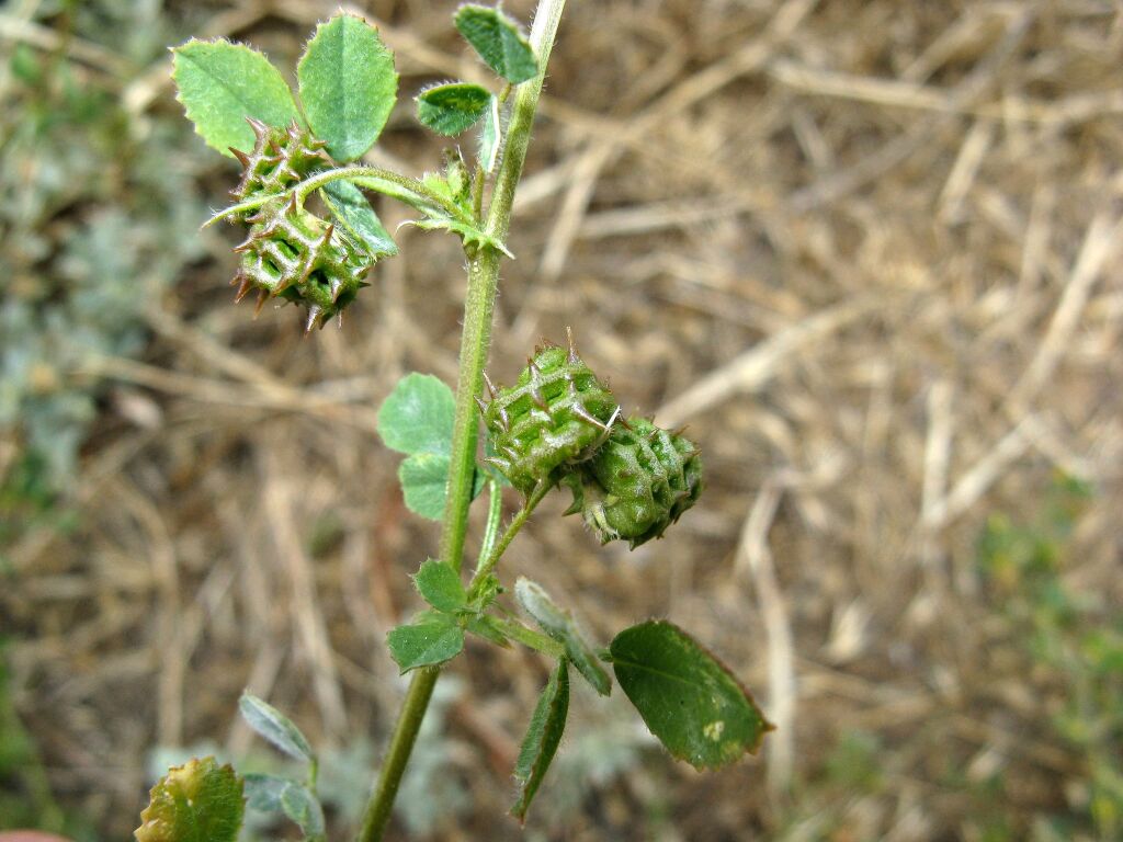 Medicago truncatula (hero image)