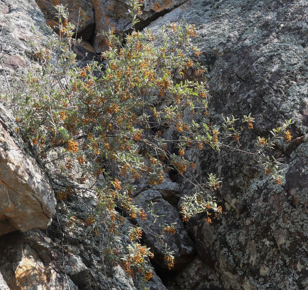 Grevillea floribunda (hero image)