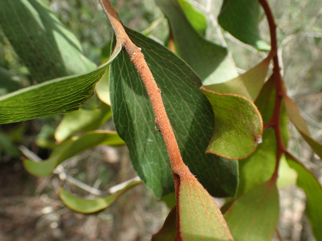 Hakea elliptica (hero image)