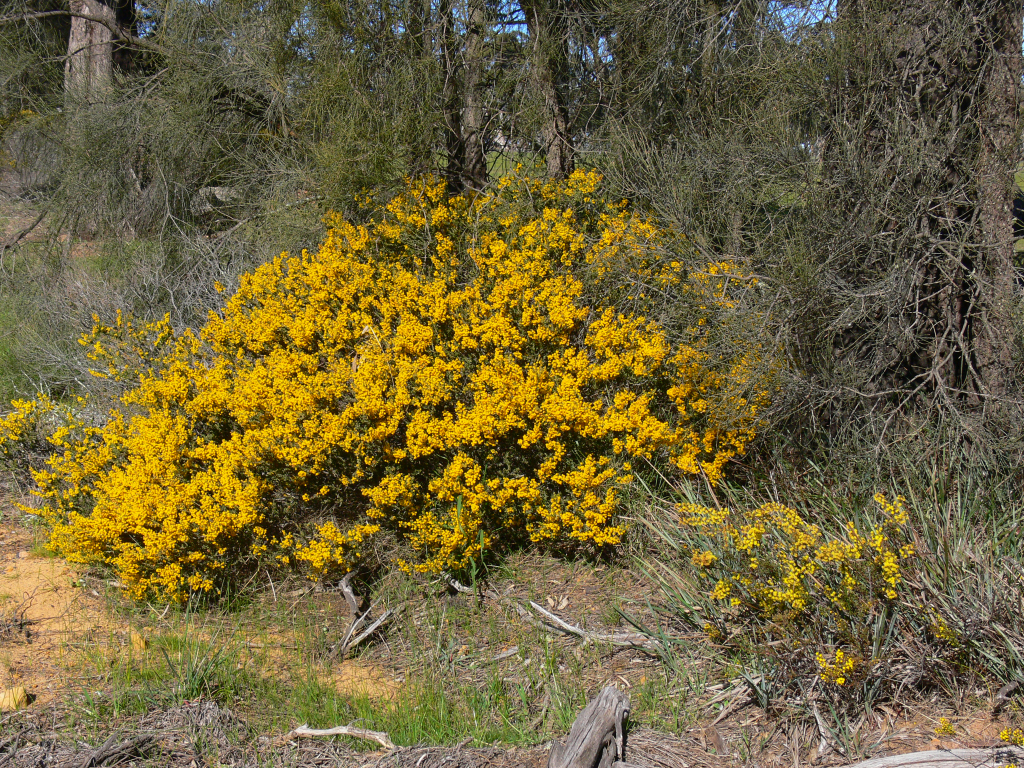 Acacia glandulicarpa (hero image)