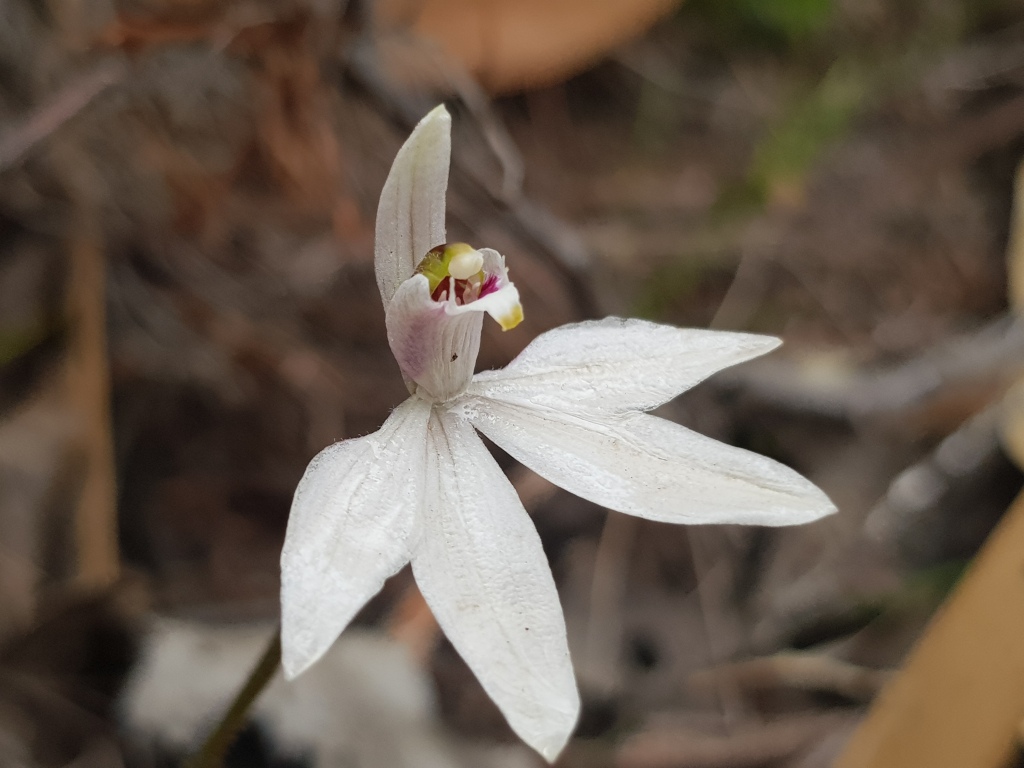 Caladenia maritima (hero image)