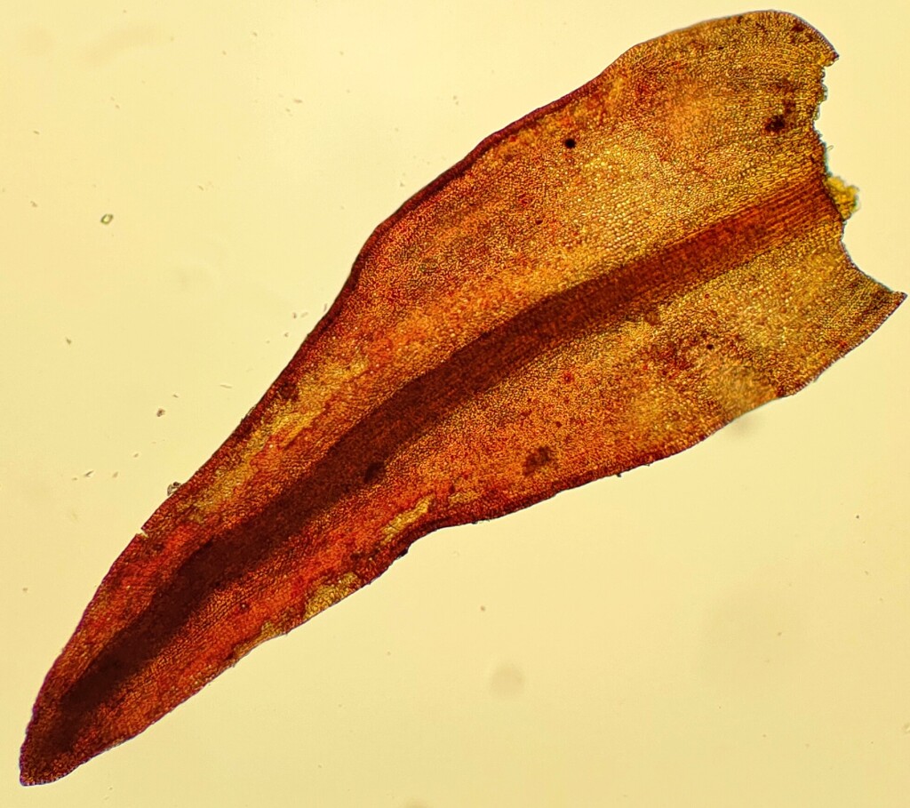 Andreaea australis (hero image)