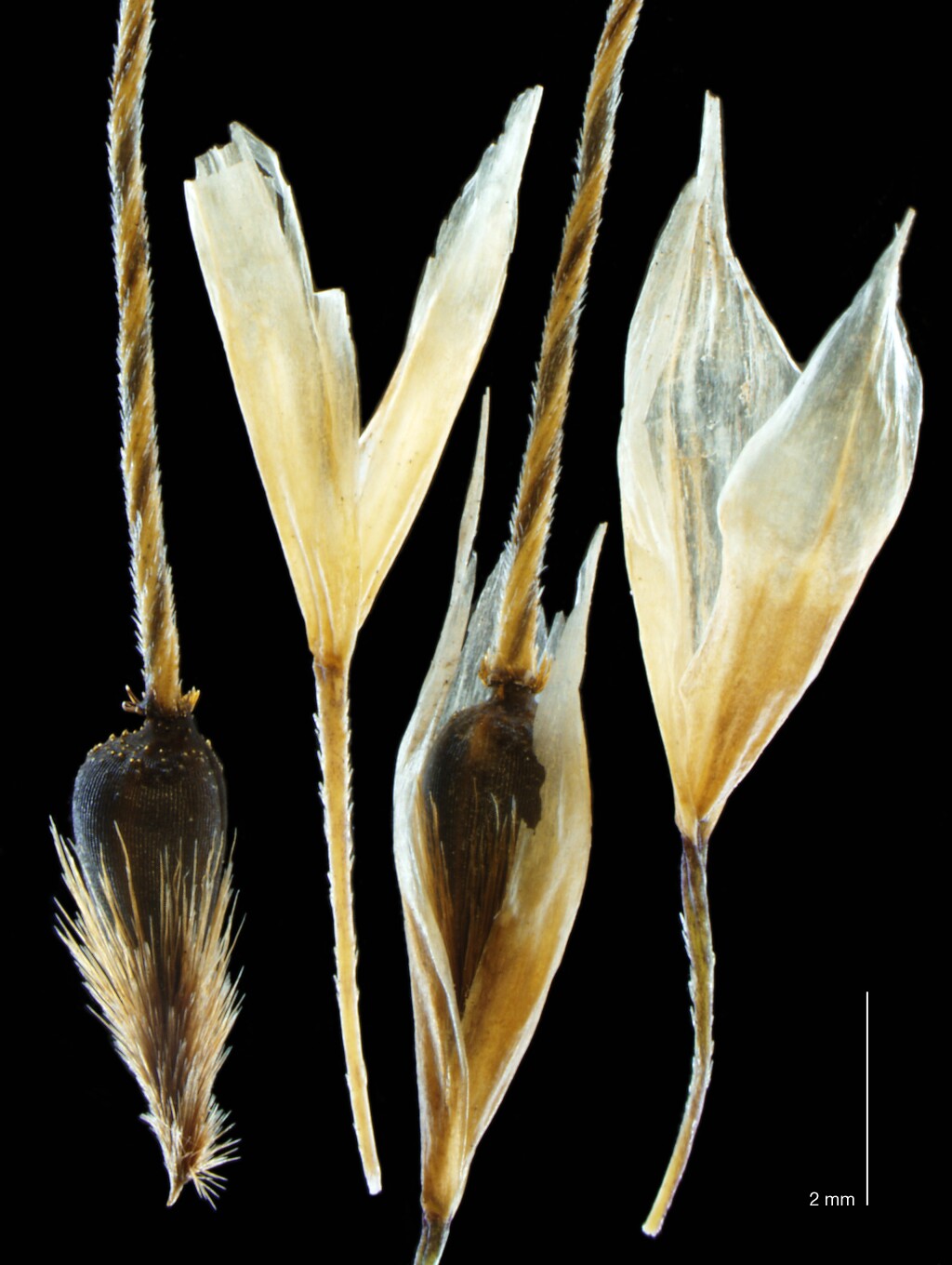 Piptochaetium bicolor (hero image)