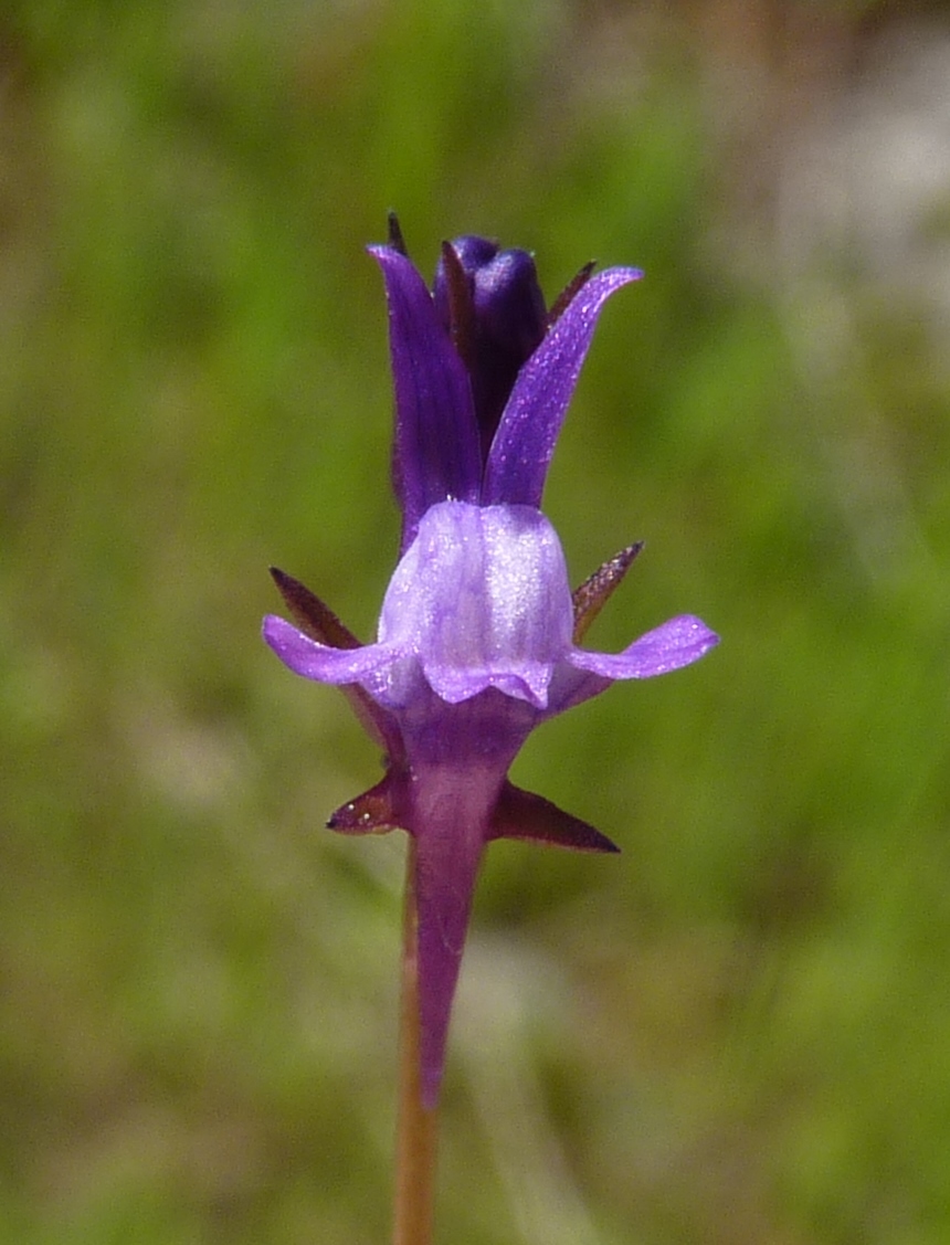 Linaria (hero image)