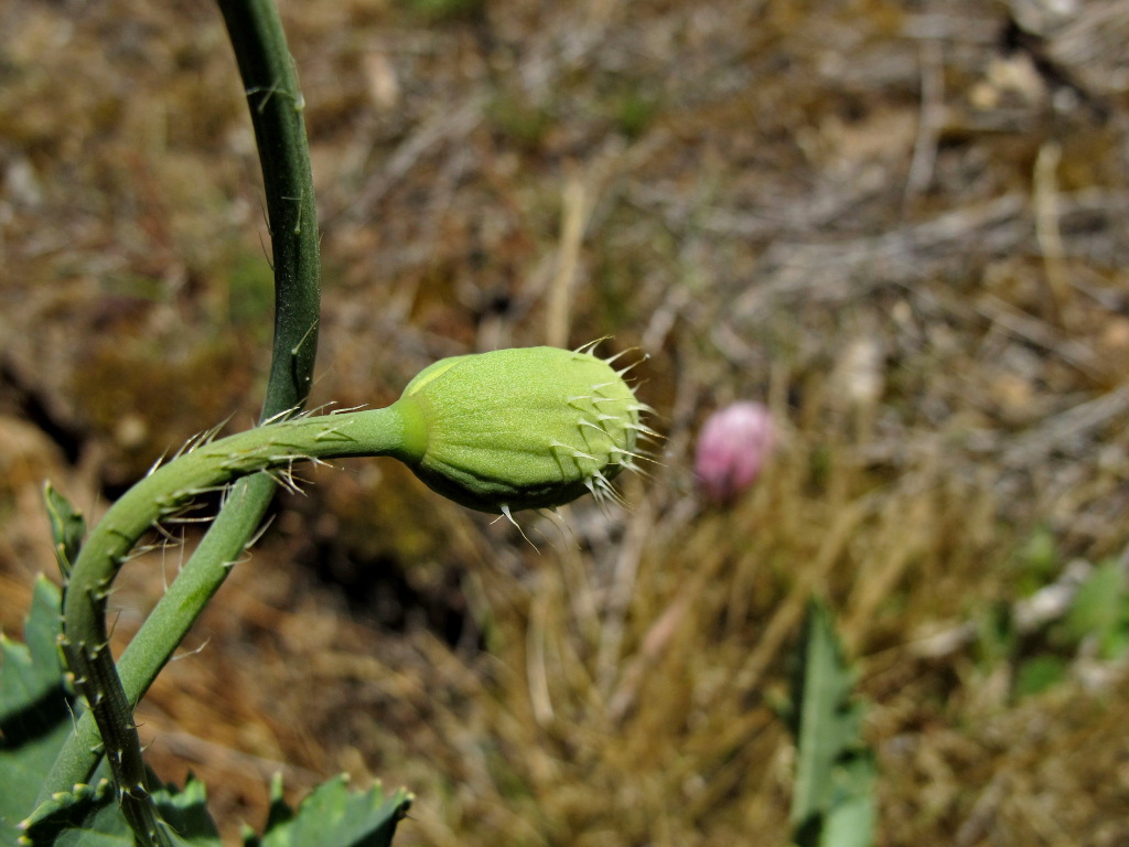 Papaver somniferum (hero image)