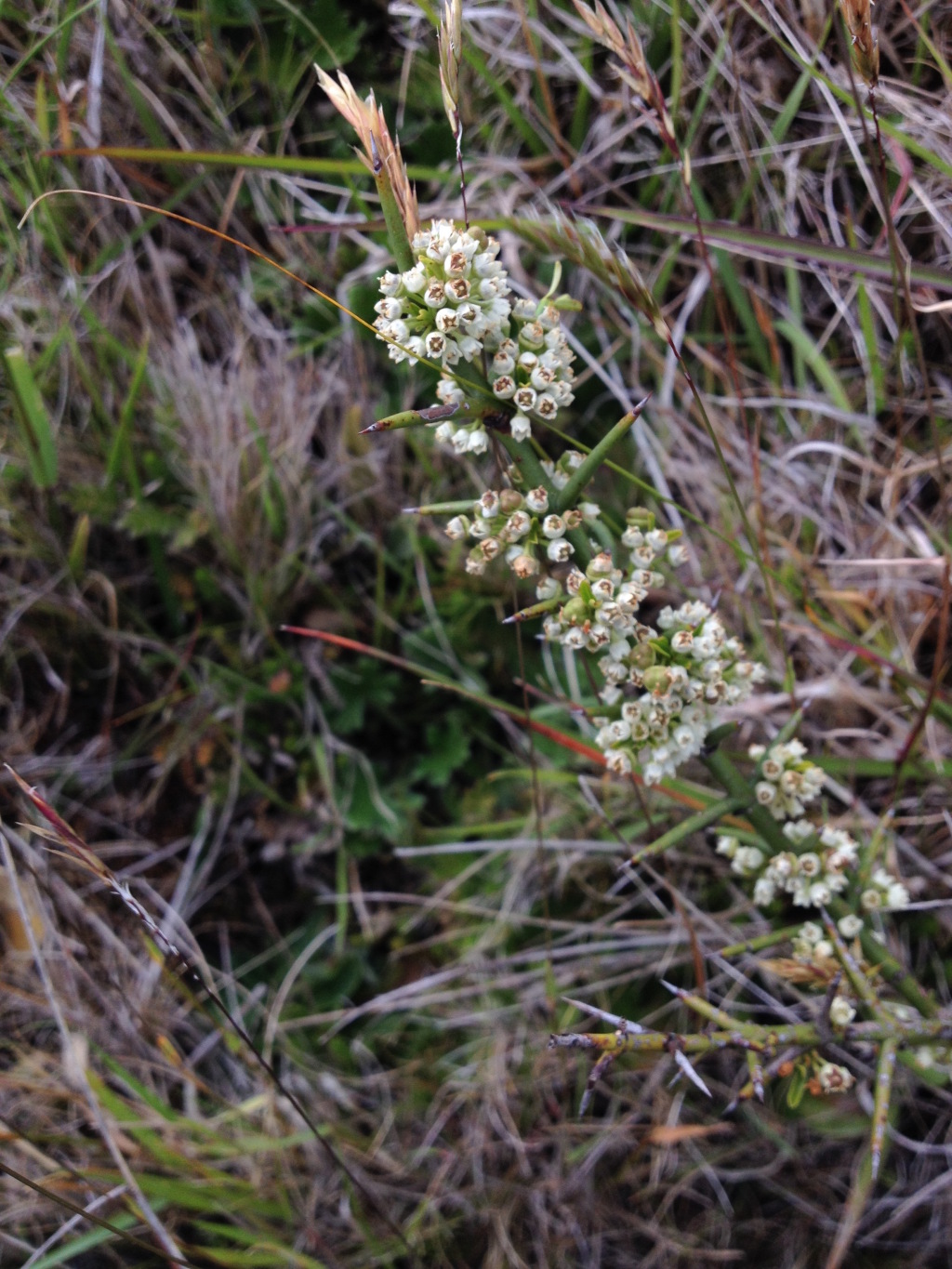 Discaria pubescens (hero image)