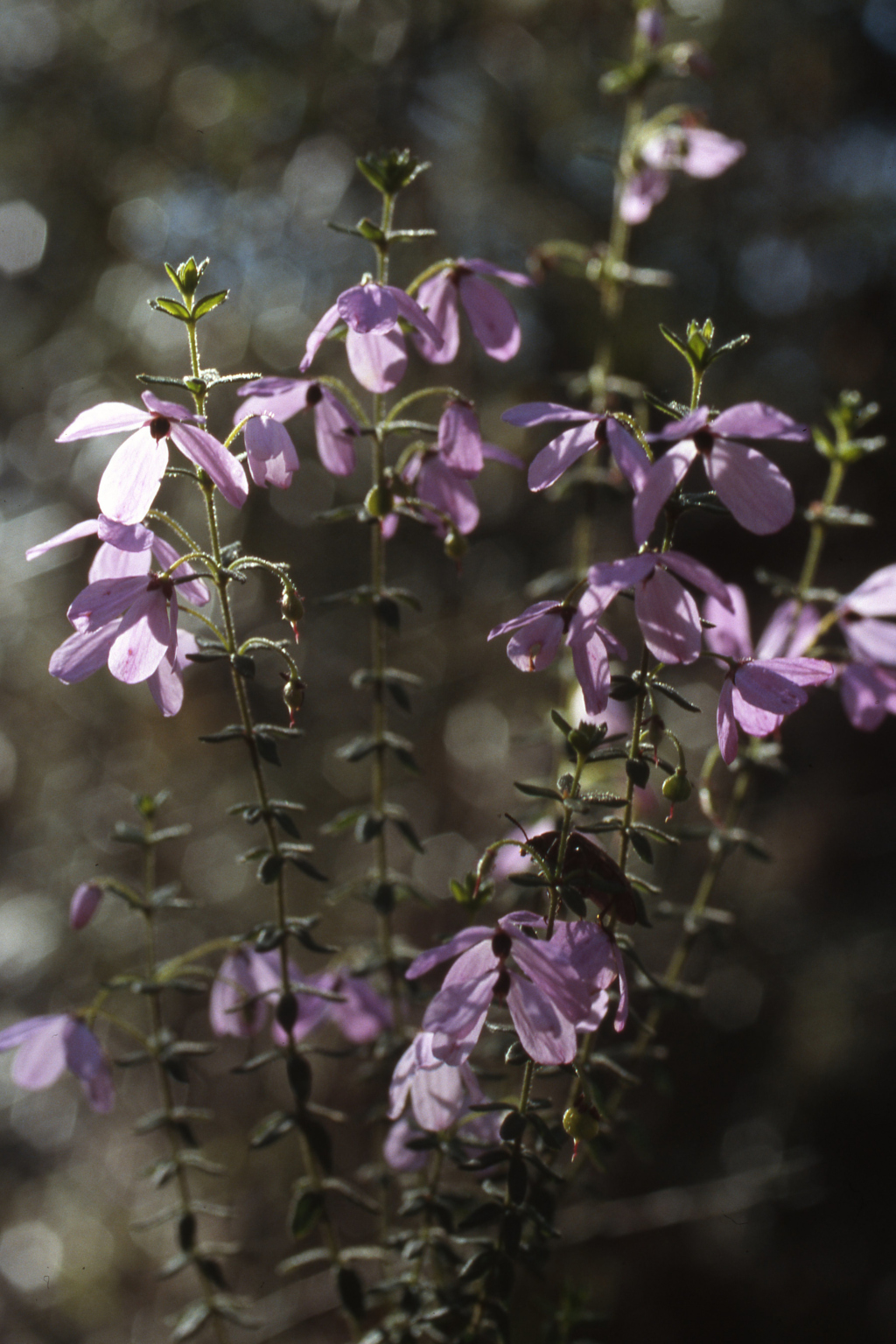 Tetratheca thymifolia (hero image)