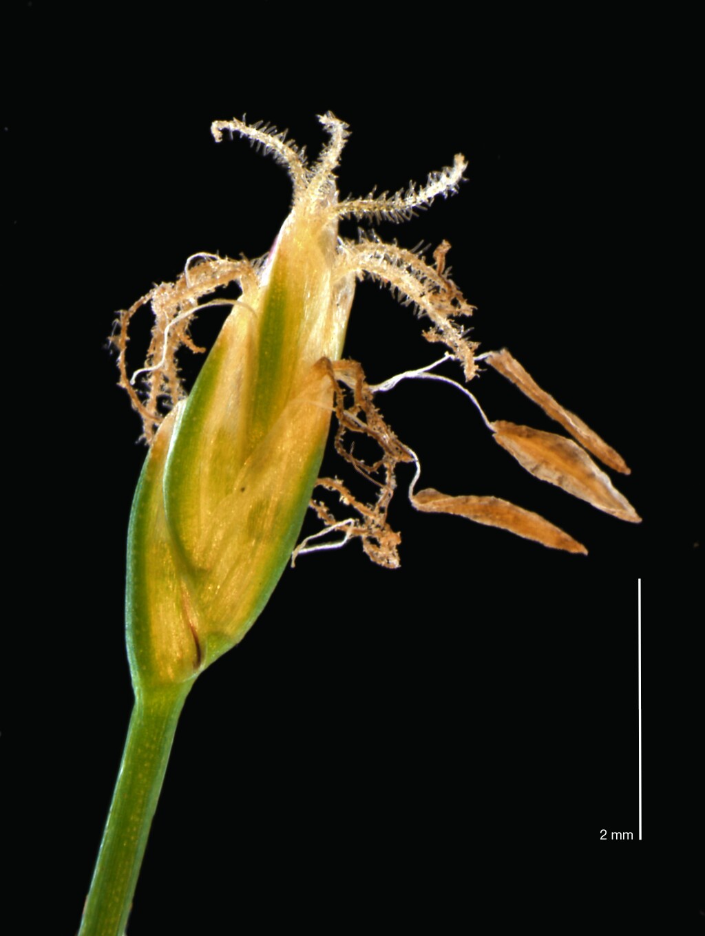 Eleocharis pusilla (hero image)