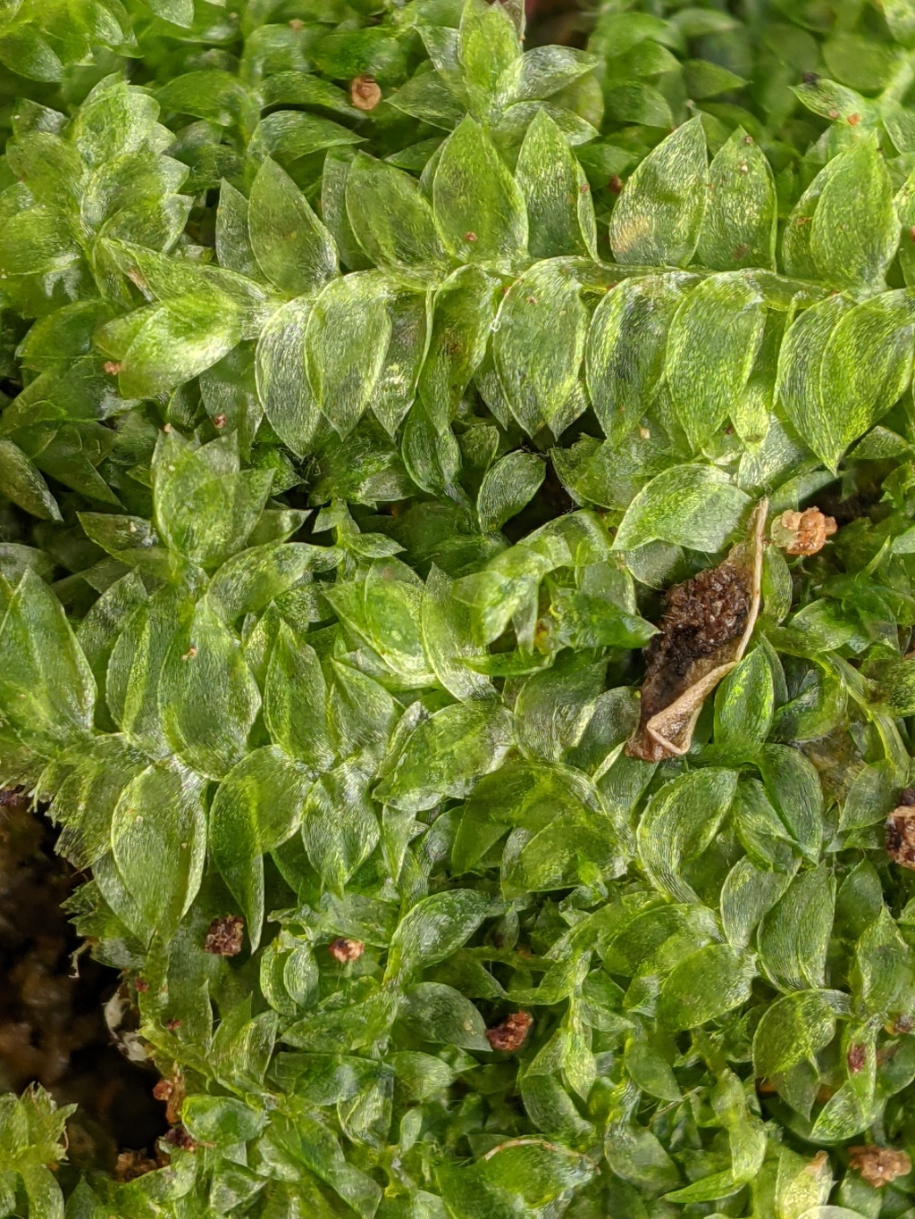 Plagiotheciaceae (hero image)
