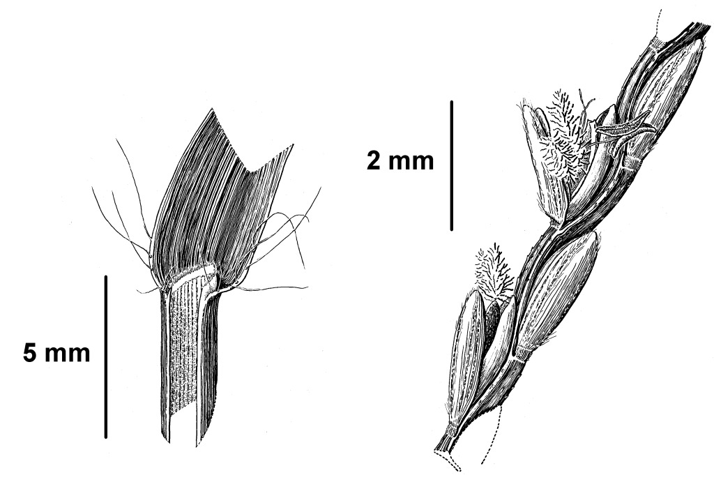 Axonopus (hero image)